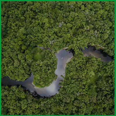 Forêts brasil